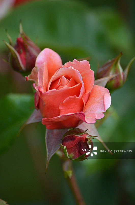 玛丽·居里月季图片素材