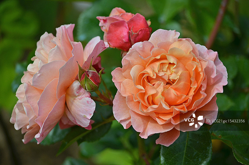 玛丽·居里月季图片素材