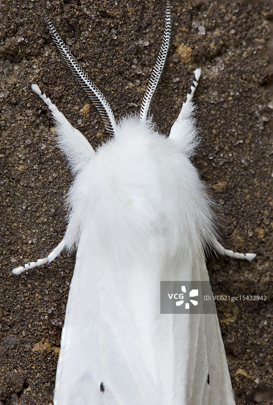 白老虎蛾图片素材