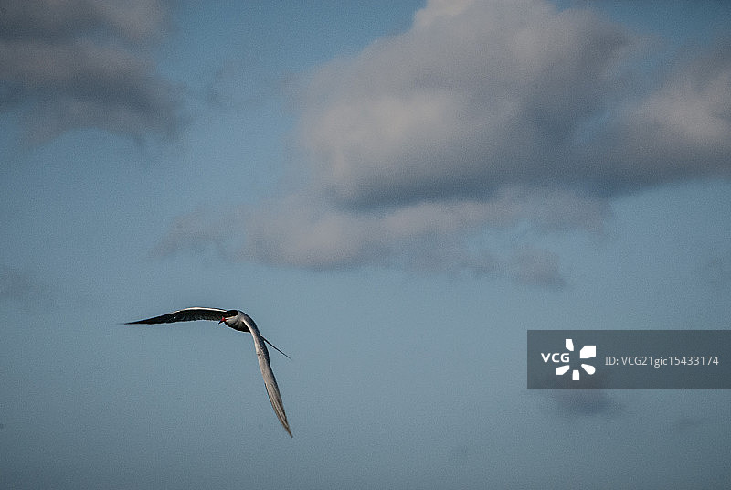 一只优秀的海鸥图片素材