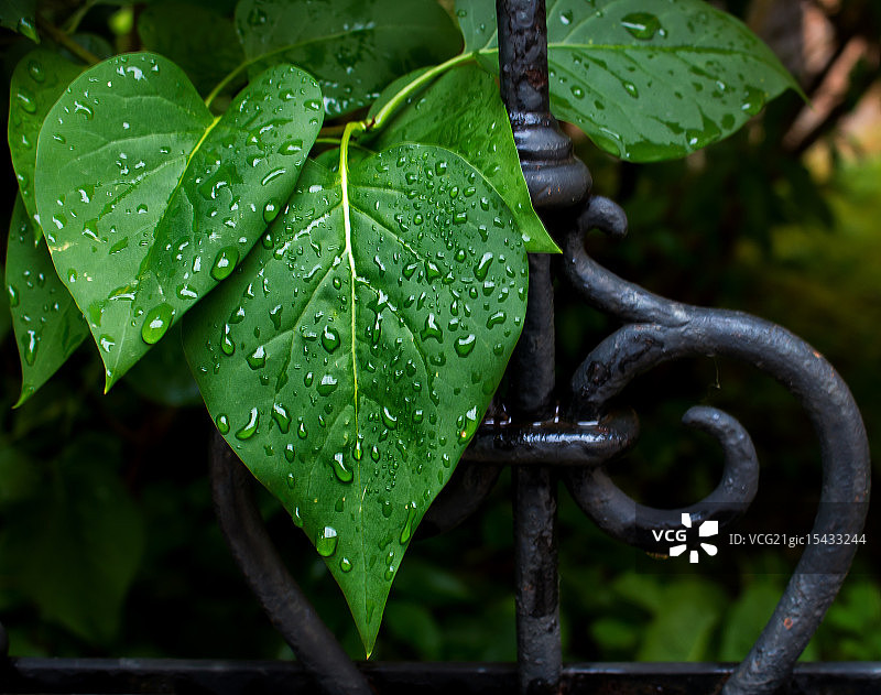 雨中幸福图片素材