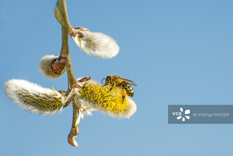 柳树花与蜜蜂图片素材