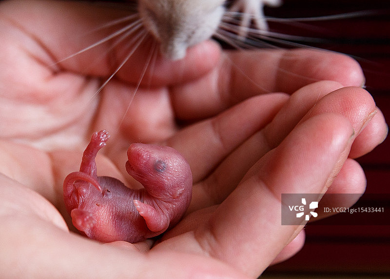 宠物鼠II图片素材