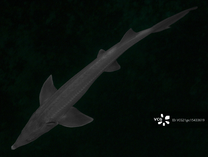 黑白鲟鱼图片素材