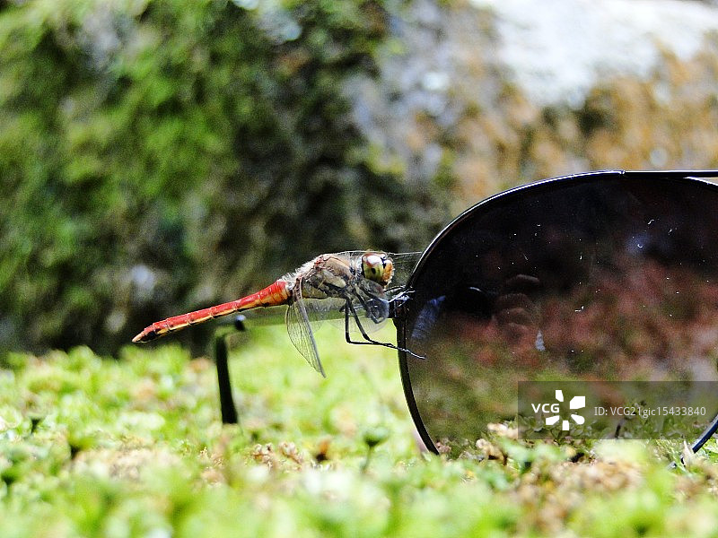蜻蜓与Ray-Ban眼镜图片素材