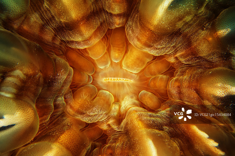 海葵内部图片素材