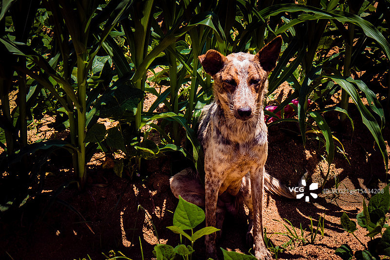 卫兵的忠诚图片素材