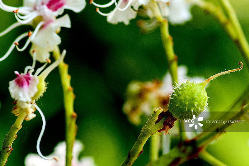 小欧洲七叶树果图片素材