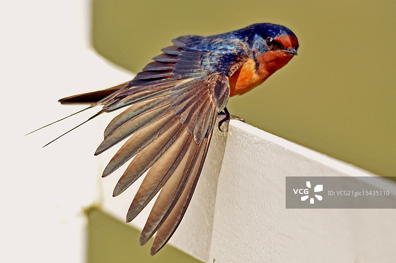 谷仓燕子图片素材