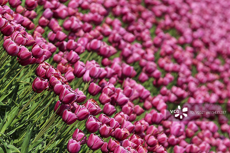 库肯霍夫花园图片素材