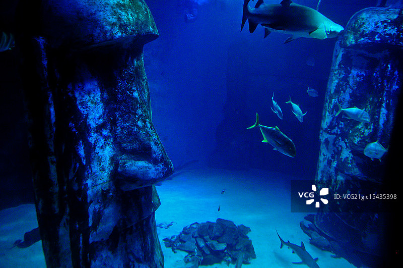 伦敦水族馆图片素材