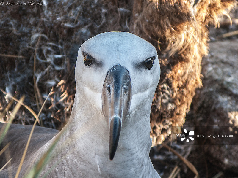 黑眉信天翁图片素材