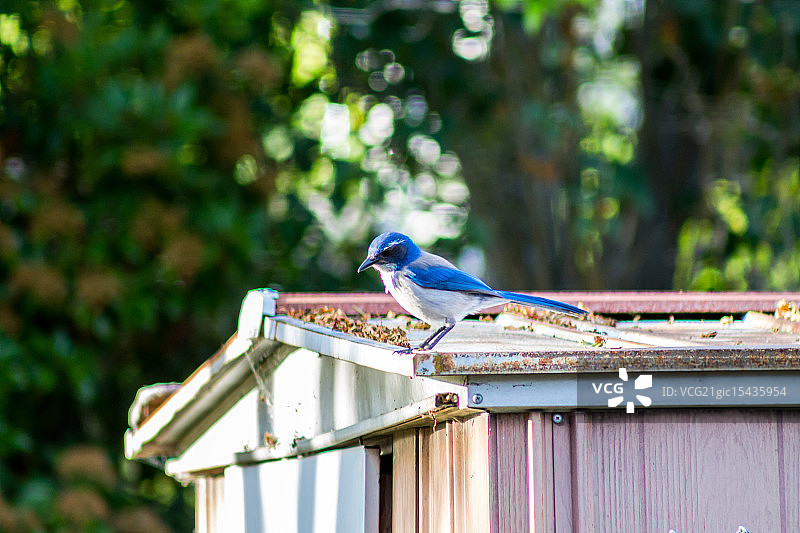 蓝色的鸟图片素材