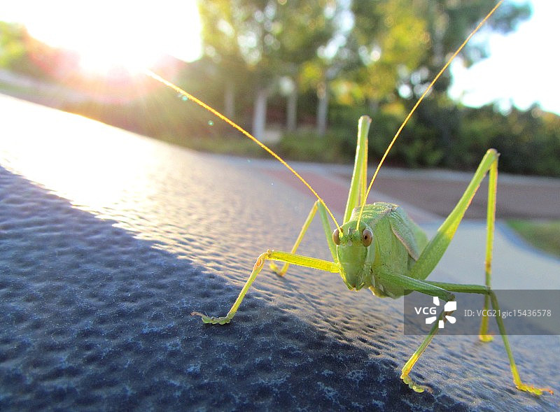 清晨的螽斯图片素材