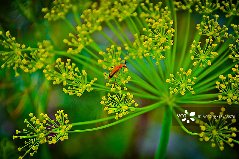 莳萝花图片素材