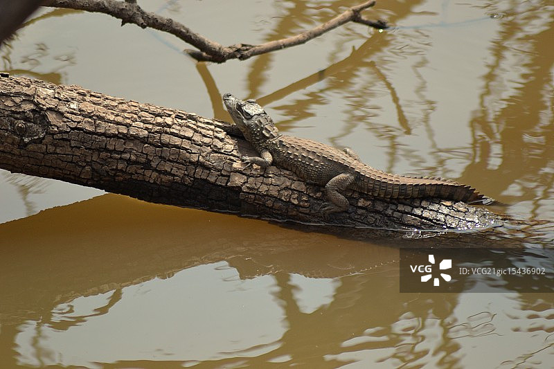 沐浴的婴儿图片素材