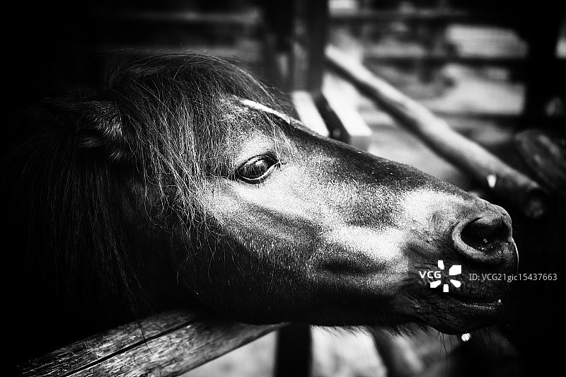 小马宝莉图片素材