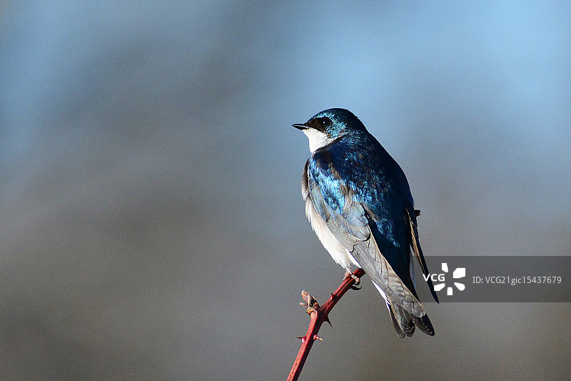 树燕子图片素材