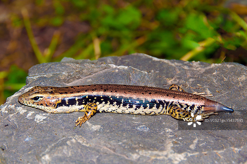 东部水蜥图片素材