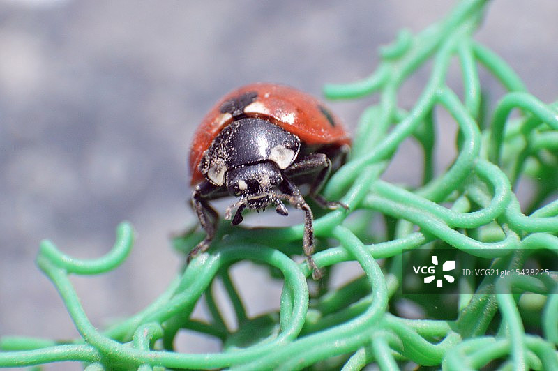 地垫上的瓢虫图片素材