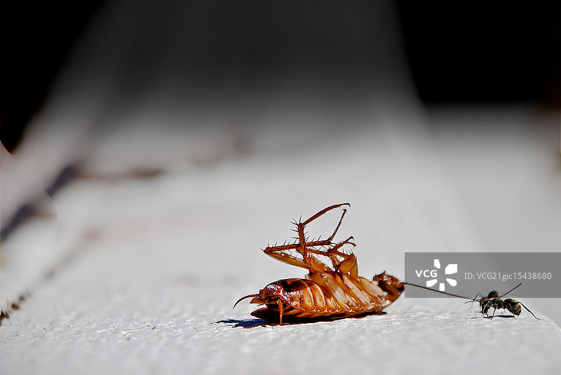 美食的力量图片素材