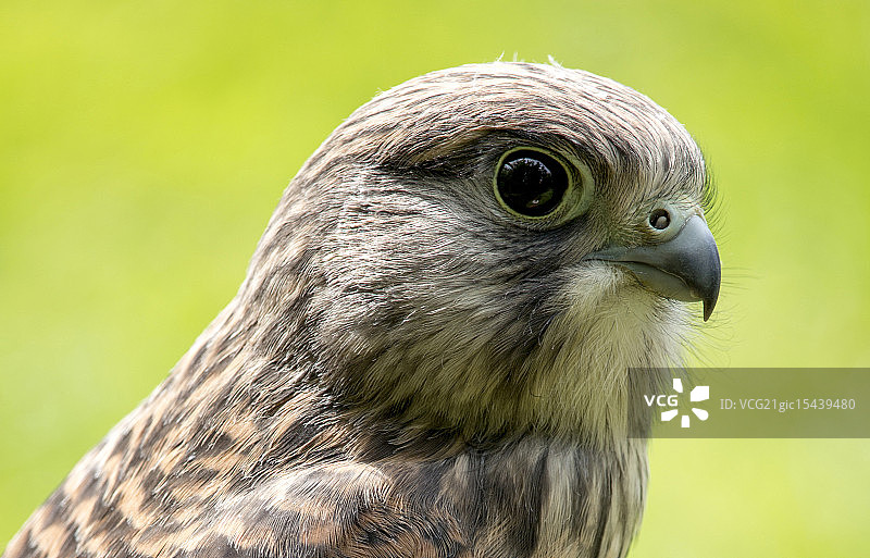 小红隼图片素材