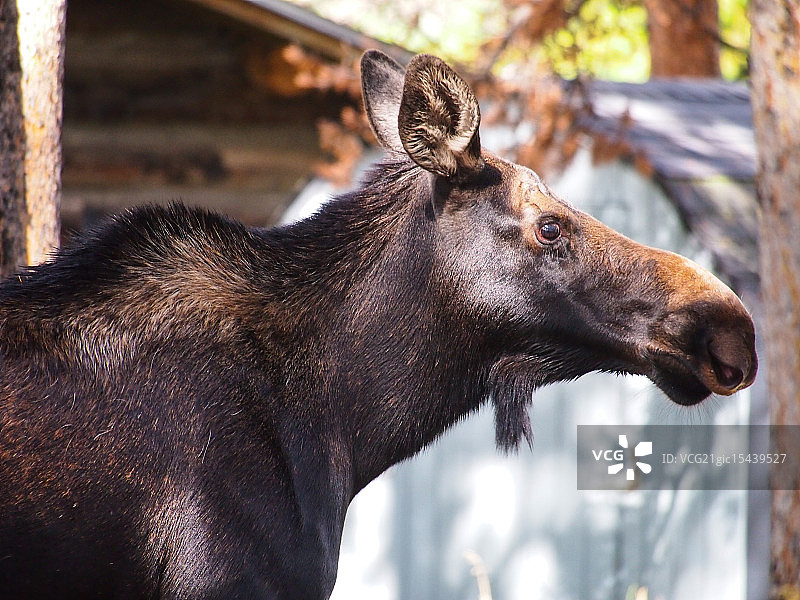 科罗拉多州布雷肯里奇的驼鹿图片素材