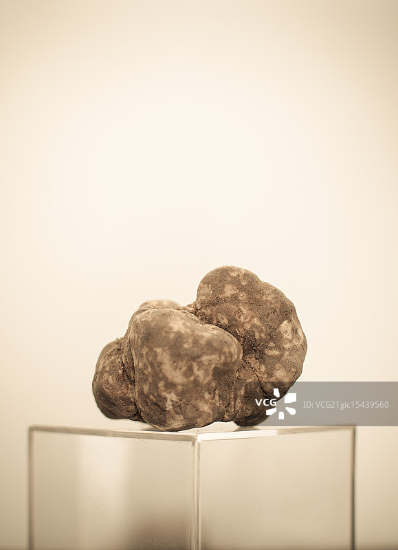 白松露图片素材