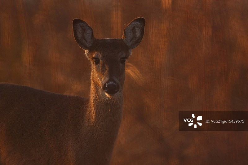 黄昏母鹿图片素材