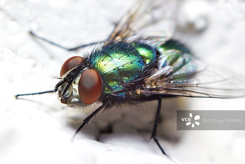 绿色瓶蝇图片素材