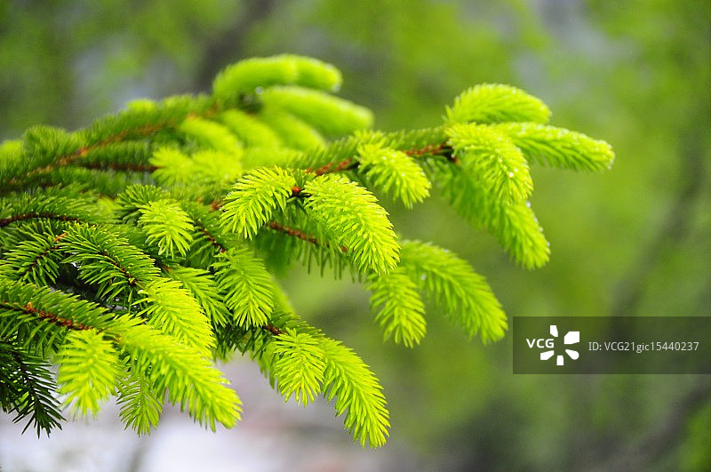 挪威云杉图片素材