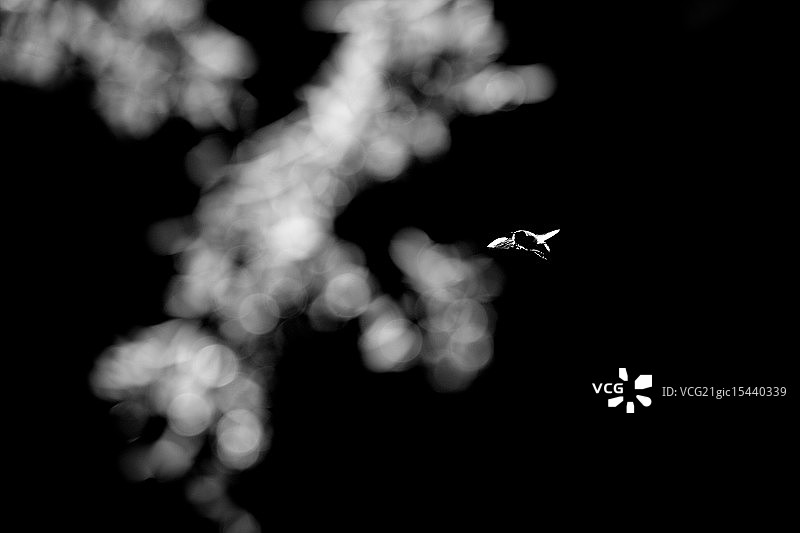 蜜蜂和散景图片素材