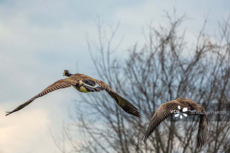 愤怒的小鸟图片素材