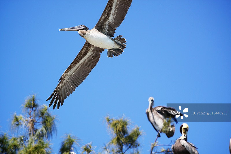 幼年棕色鹈鹕图片素材