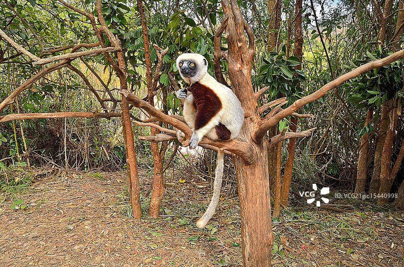 狐猴在它的世界里图片素材