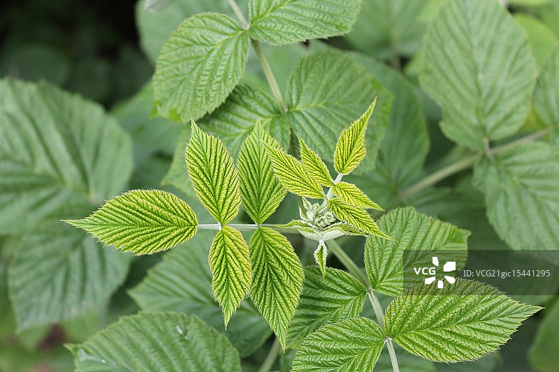 覆盆子叶图片素材