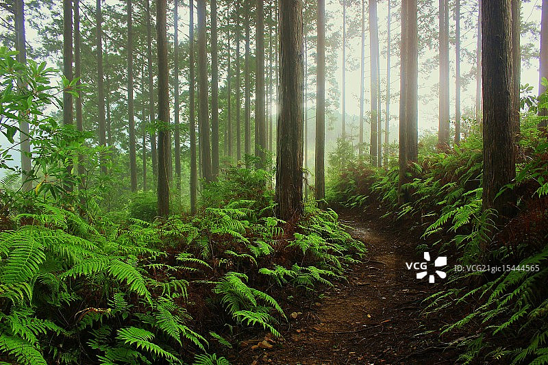 熊野古道雾色图片素材