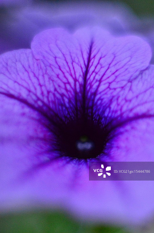 花园矮牵牛图片素材