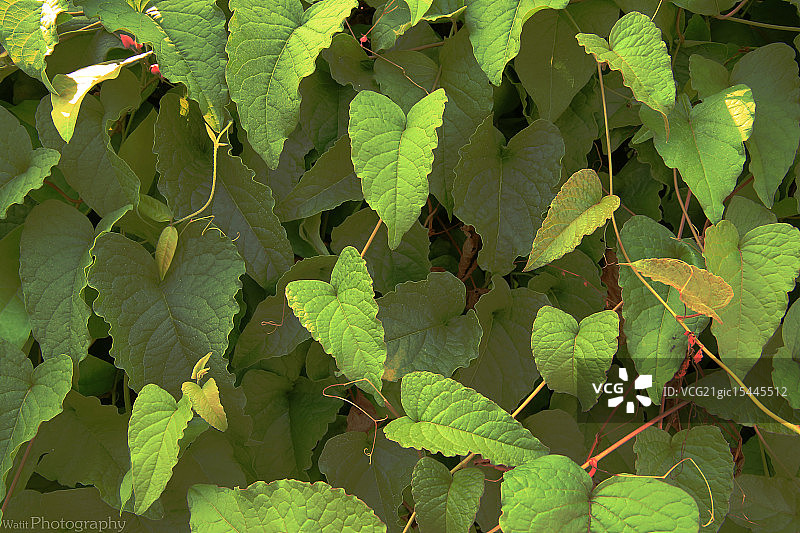 珊瑚藤图片素材