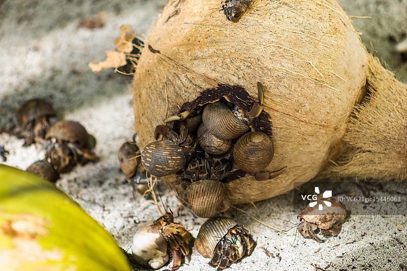 寄居蟹绿洲图片素材