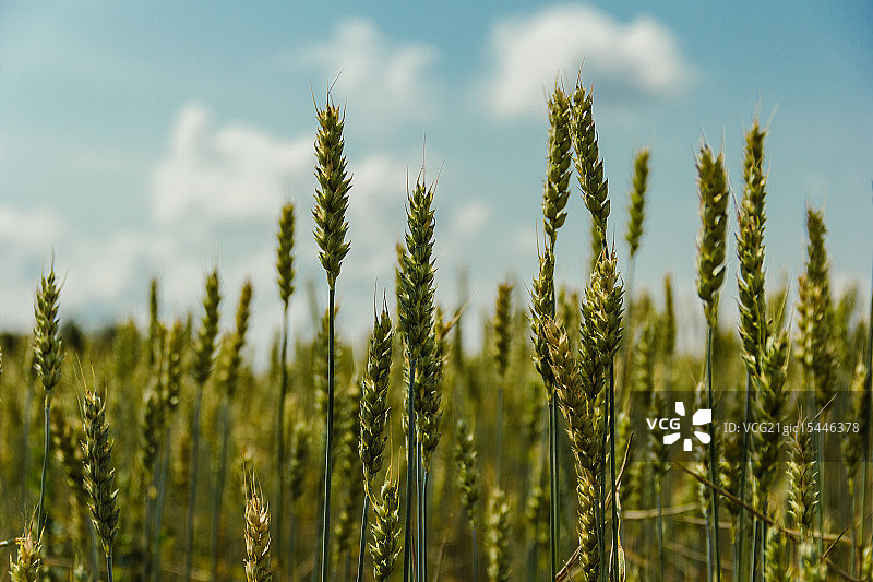 俄罗斯田野图片素材