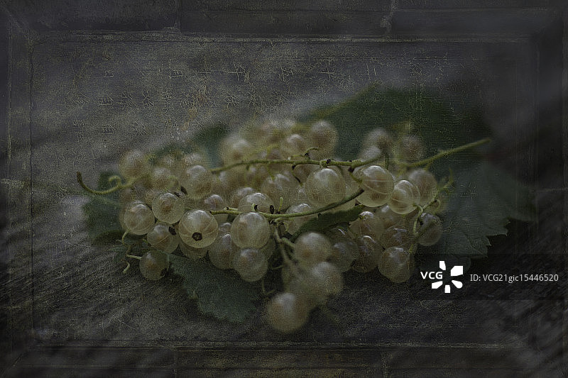 白醋栗图片素材