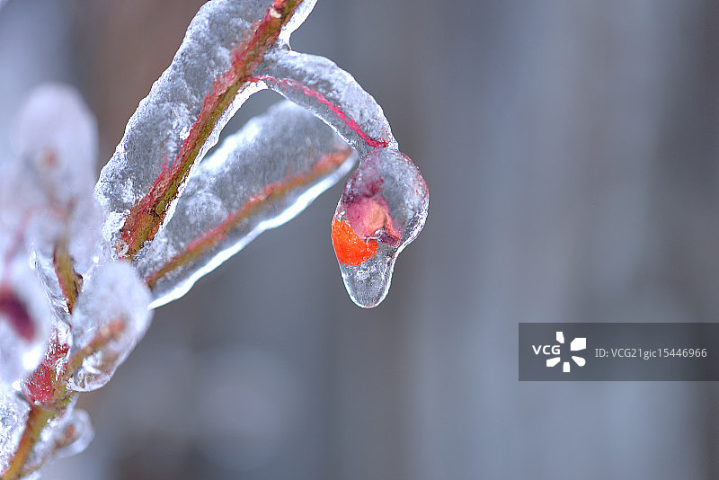 冰镇燃烧灌木莓果饮品图片素材