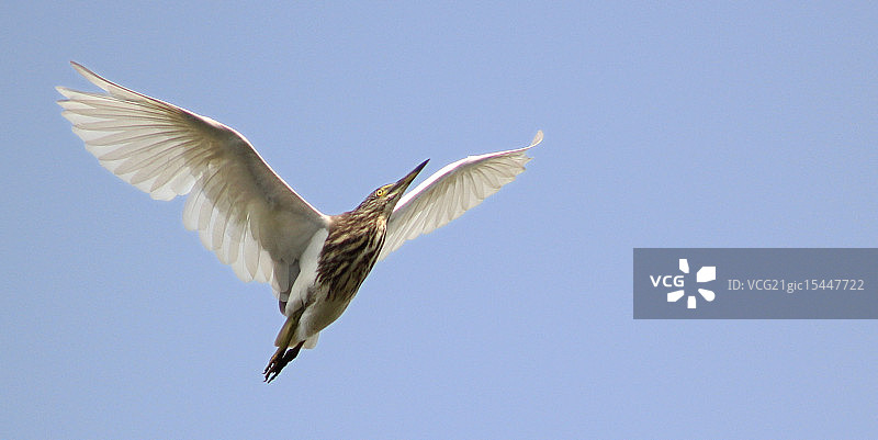 那根羽毛在哪里图片素材