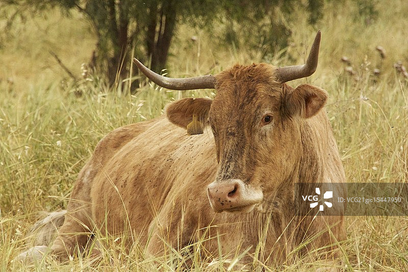 休息的公牛图片素材