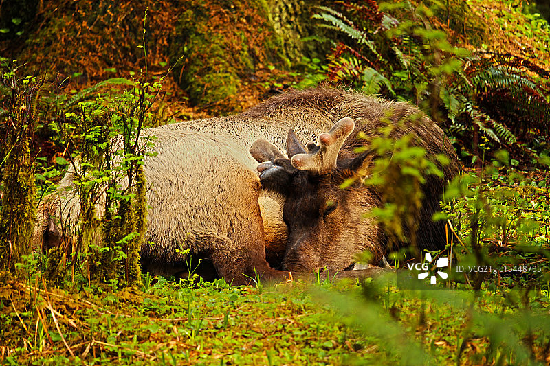 罗斯福麋鹿图片素材