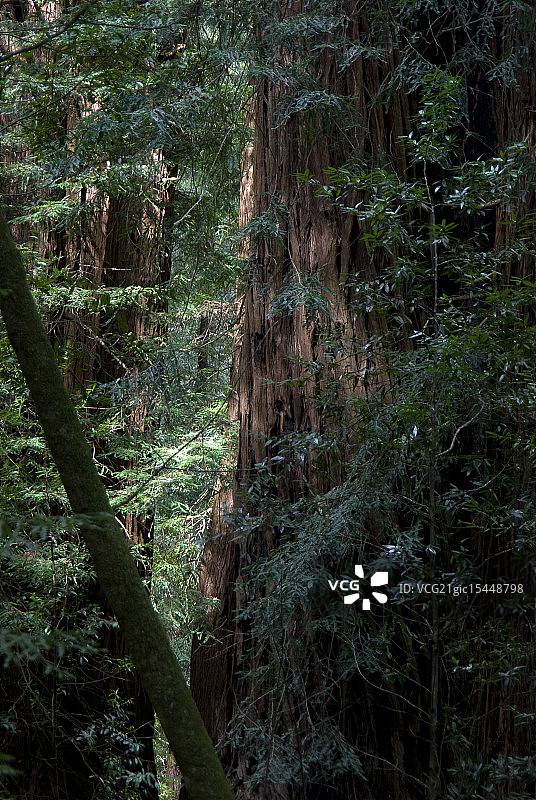 红杉树林图片素材