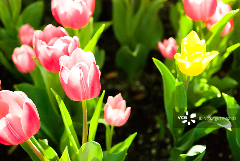 迪士尼乐园的郁金香图片素材