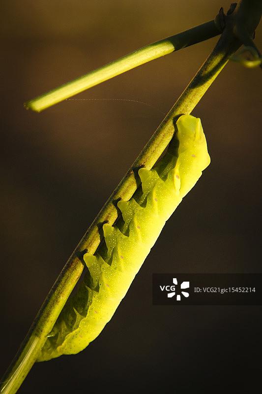 毛毛虫图片素材