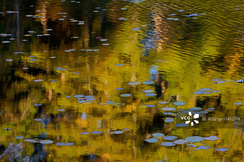 阿冈昆公园的秋色图片素材